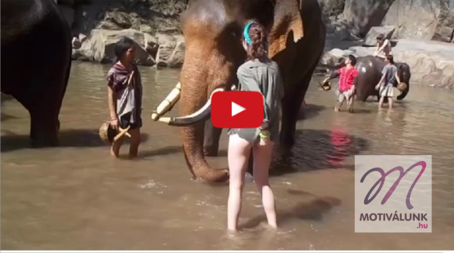 SOHA ne idegesíts fel egy elefántot! :O 