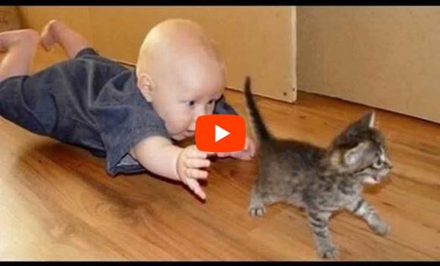 A mai nap legaranyosabb videója -cicák és babák!