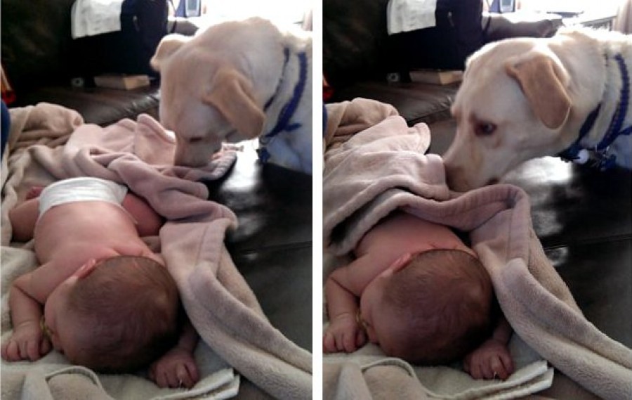 A kutya vigyázott a babára -csodálatos dolog történt!
