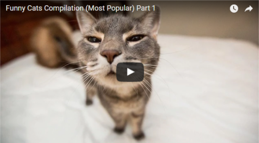 Macskás videó, amely végén a hasadat fogod majd a sok nevetéstől! :D