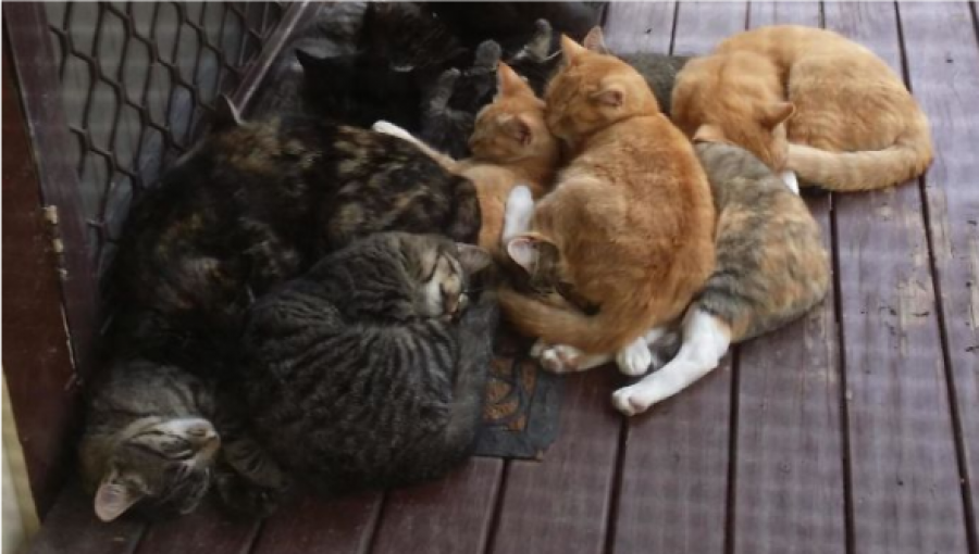 16 vicces macskás fotó olyan emberektől, akinek nincs is macskája!