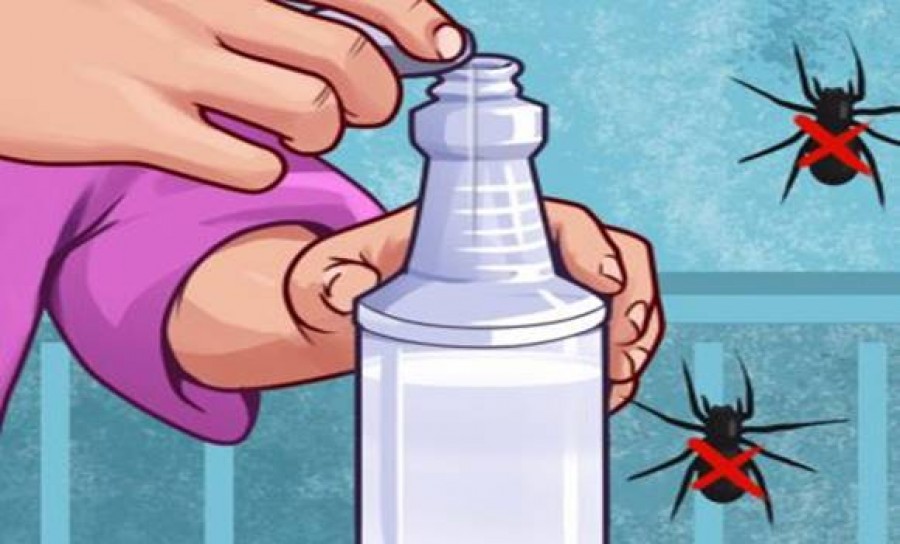 10 egyszerű módszer, ami örökre távol tartja az otthonodból a pókokat!