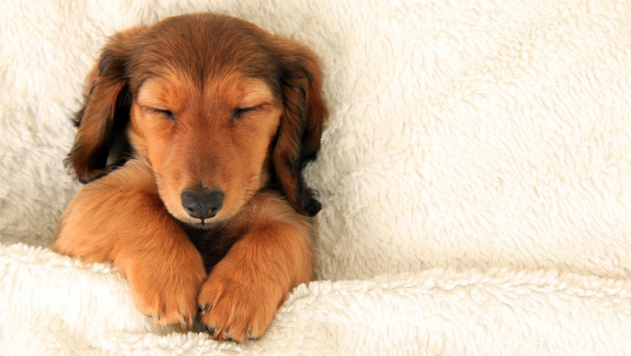 A te kutyád milyen pózban alszik? Ezt tárja fel a személyiségéről