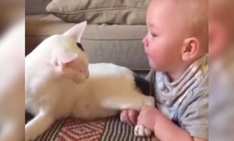 A kisbaba elkezdi húzni a cica lábát -a reakción te is nevetni fogsz!