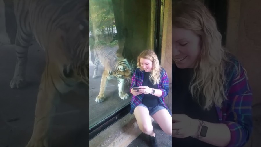 A terhes nő odaült a tigris üvege elé az állatkertben -erre azonban senki nem számított!
